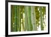 Bamboo and Bokeh I-Erin Berzel-Framed Photographic Print