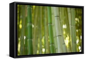 Bamboo and Bokeh II-Erin Berzel-Framed Stretched Canvas