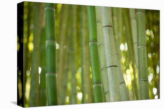 Bamboo and Bokeh II-Erin Berzel-Stretched Canvas