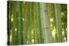 Bamboo and Bokeh II-Erin Berzel-Stretched Canvas