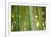 Bamboo and Bokeh II-Erin Berzel-Framed Photographic Print