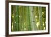 Bamboo and Bokeh II-Erin Berzel-Framed Photographic Print