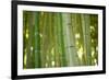 Bamboo and Bokeh II-Erin Berzel-Framed Photographic Print