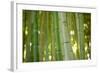 Bamboo and Bokeh II-Erin Berzel-Framed Photographic Print