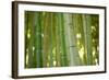 Bamboo and Bokeh II-Erin Berzel-Framed Photographic Print