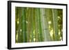 Bamboo and Bokeh II-Erin Berzel-Framed Photographic Print