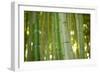 Bamboo and Bokeh II-Erin Berzel-Framed Photographic Print