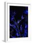 Bamboo at Night I-Karyn Millet-Framed Photographic Print