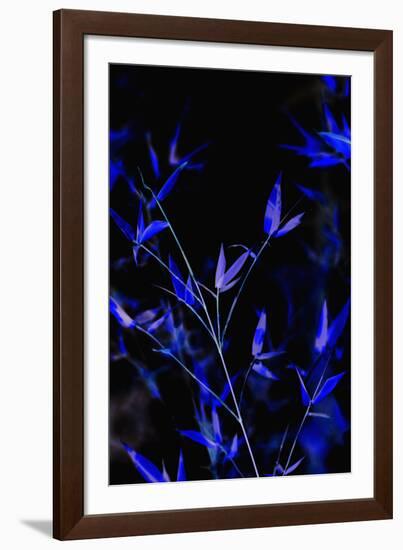 Bamboo at Night I-Karyn Millet-Framed Photographic Print