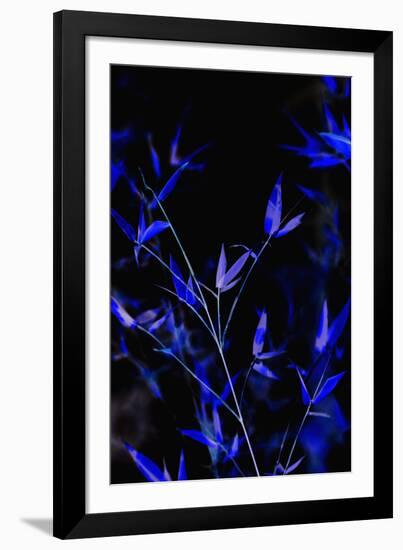 Bamboo at Night I-Karyn Millet-Framed Photographic Print