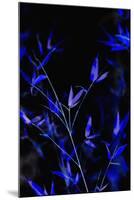 Bamboo at Night I-Karyn Millet-Mounted Photographic Print