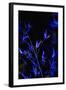 Bamboo at Night I-Karyn Millet-Framed Photographic Print