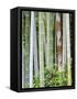 Bamboo at Shukkei-En Garden, Hiroshima, Japan-Rob Tilley-Framed Stretched Canvas