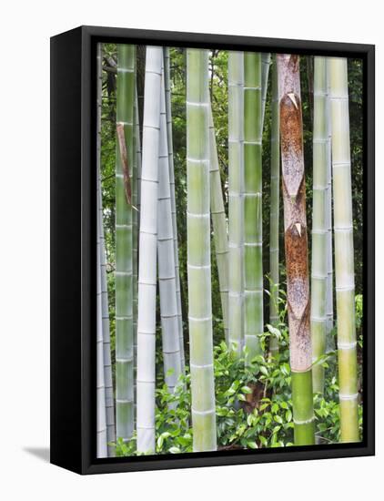 Bamboo at Shukkei-En Garden, Hiroshima, Japan-Rob Tilley-Framed Stretched Canvas