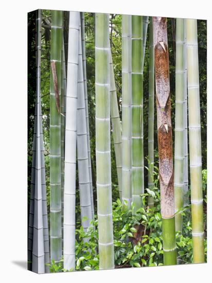 Bamboo at Shukkei-En Garden, Hiroshima, Japan-Rob Tilley-Stretched Canvas