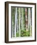 Bamboo at Shukkei-En Garden, Hiroshima, Japan-Rob Tilley-Framed Photographic Print