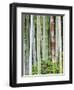 Bamboo at Shukkei-En Garden, Hiroshima, Japan-Rob Tilley-Framed Photographic Print