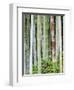 Bamboo at Shukkei-En Garden, Hiroshima, Japan-Rob Tilley-Framed Photographic Print