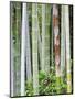 Bamboo at Shukkei-En Garden, Hiroshima, Japan-Rob Tilley-Mounted Photographic Print