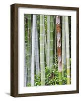 Bamboo at Shukkei-En Garden, Hiroshima, Japan-Rob Tilley-Framed Photographic Print