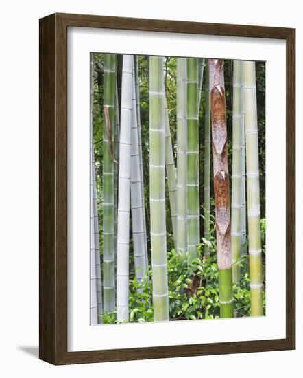 Bamboo at Shukkei-En Garden, Hiroshima, Japan-Rob Tilley-Framed Photographic Print