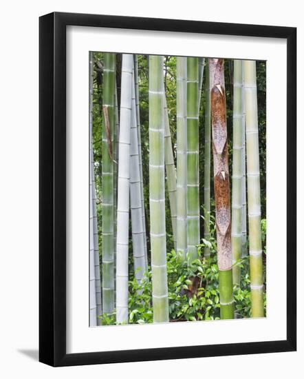 Bamboo at Shukkei-En Garden, Hiroshima, Japan-Rob Tilley-Framed Photographic Print