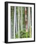 Bamboo at Shukkei-En Garden, Hiroshima, Japan-Rob Tilley-Framed Photographic Print