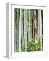 Bamboo at Shukkei-En Garden, Hiroshima, Japan-Rob Tilley-Framed Photographic Print