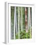 Bamboo at Shukkei-En Garden, Hiroshima, Japan-Rob Tilley-Framed Photographic Print