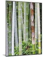 Bamboo at Shukkei-En Garden, Hiroshima, Japan-Rob Tilley-Mounted Photographic Print