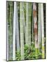 Bamboo at Shukkei-En Garden, Hiroshima, Japan-Rob Tilley-Mounted Photographic Print