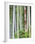 Bamboo at Shukkei-En Garden, Hiroshima, Japan-Rob Tilley-Framed Photographic Print