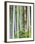 Bamboo at Shukkei-En Garden, Hiroshima, Japan-Rob Tilley-Framed Photographic Print