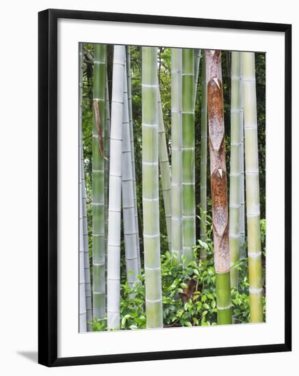 Bamboo at Shukkei-En Garden, Hiroshima, Japan-Rob Tilley-Framed Photographic Print