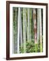 Bamboo at Shukkei-En Garden, Hiroshima, Japan-Rob Tilley-Framed Photographic Print