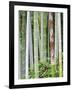 Bamboo at Shukkei-En Garden, Hiroshima, Japan-Rob Tilley-Framed Photographic Print