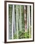 Bamboo at Shukkei-En Garden, Hiroshima, Japan-Rob Tilley-Framed Photographic Print