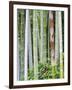 Bamboo at Shukkei-En Garden, Hiroshima, Japan-Rob Tilley-Framed Photographic Print