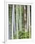 Bamboo at Shukkei-En Garden, Hiroshima, Japan-Rob Tilley-Framed Photographic Print