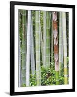 Bamboo at Shukkei-En Garden, Hiroshima, Japan-Rob Tilley-Framed Photographic Print