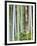 Bamboo at Shukkei-En Garden, Hiroshima, Japan-Rob Tilley-Framed Photographic Print