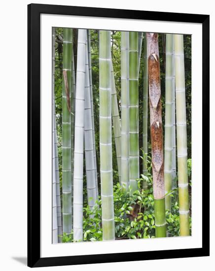 Bamboo at Shukkei-En Garden, Hiroshima, Japan-Rob Tilley-Framed Photographic Print