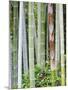 Bamboo at Shukkei-En Garden, Hiroshima, Japan-Rob Tilley-Mounted Photographic Print