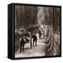 Bamboo Avenue, Looking South-West, Near Kiyomizu, Kyoto, Japan, 1904-Underwood & Underwood-Framed Stretched Canvas