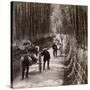 Bamboo Avenue, Looking South-West, Near Kiyomizu, Kyoto, Japan, 1904-Underwood & Underwood-Stretched Canvas