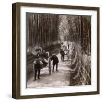 Bamboo Avenue, Looking South-West, Near Kiyomizu, Kyoto, Japan, 1904-Underwood & Underwood-Framed Photographic Print