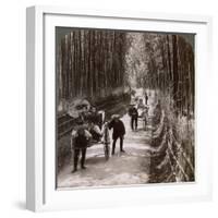 Bamboo Avenue, Looking South-West, Near Kiyomizu, Kyoto, Japan, 1904-Underwood & Underwood-Framed Photographic Print
