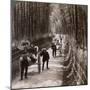 Bamboo Avenue, Looking South-West, Near Kiyomizu, Kyoto, Japan, 1904-Underwood & Underwood-Mounted Photographic Print