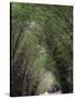 Bamboo Avenue, St. Elizabeth, Jamaica, West Indies, Caribbean, Central America-Ethel Davies-Stretched Canvas