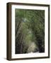 Bamboo Avenue, St. Elizabeth, Jamaica, West Indies, Caribbean, Central America-Ethel Davies-Framed Photographic Print